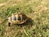 ImageUploadedByTortoise Forum1408544382.833427.jpg