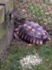 ImageUploadedByTortoise Forum1408567147.151241.jpg