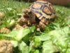 ImageUploadedByTortoise Forum1408767585.065648.jpg