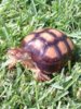 ImageUploadedByTortoise Forum1409163518.526197.jpg