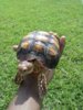 ImageUploadedByTortoise Forum1409163531.749034.jpg