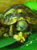 ImageUploadedByTortoise Forum1409181485.430986.jpg