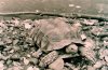 tortoise6.jpg