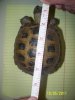 torts  measure 023.JPG