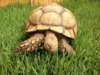 ImageUploadedByTortoise Forum1409348862.523292.jpg