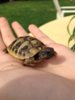 ImageUploadedByTortoise Forum1409954271.443997.jpg