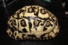 ImageUploadedByTortoise Forum1410136264.176029.jpg