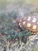 ImageUploadedByTortoise Forum1410305768.887768.jpg