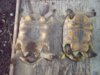Redfooted tortoises 9-15-14.jpg