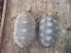 redfooted tortoises b 9-15-14.jpg