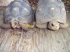 redfooted tortoises c 9-15-14.jpg