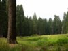 redwood meadow.jpg