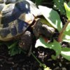 ImageUploadedByTortoise Forum1410866355.442499.jpg