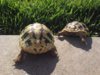 ImageUploadedByTortoise Forum1410873327.055963.jpg