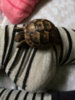 ImageUploadedByTortoise Forum1410972358.483963.jpg