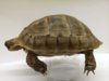 ImageUploadedByTortoise Forum1411220582.001800.jpg