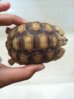 tortoise 001.jpg