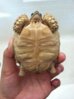 tortoise 002.jpg