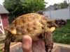 ImageUploadedByTortoise Forum1411703452.907360.jpg