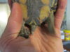 turtle 1.jpg