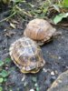 ImageUploadedByTortoise Forum1411995713.563084.jpg