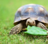 ImageUploadedByTortoise Forum1412002157.728356.jpg