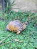 ImageUploadedByTortoise Forum1412624687.479257.jpg