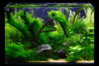 Most beautiful aquarium water tank images (19).jpg