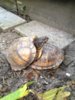 ImageUploadedByTortoise Forum1413086507.707728.jpg