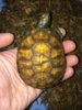 ImageUploadedByTortoise Forum1413425759.775835.jpg