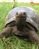 ImageUploadedByTortoise Forum1413754238.315273.jpg