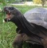 ImageUploadedByTortoise Forum1413760860.557837.jpg