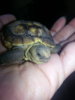 baby turtle.jpg