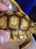 ImageUploadedByTortoise Forum1414131360.203712.jpg