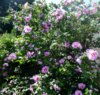 rose of sharon tree.JPG