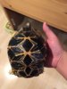 ImageUploadedByTortoise Forum1414195538.747347.jpg