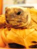 ImageUploadedByTortoise Forum1414325384.422014.jpg