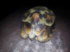 tortoise-2.jpg