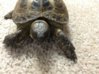 ImageUploadedByTortoise Forum1414340276.002774.jpg