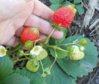 crop strawberry.jpg