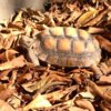 ImageUploadedByTortoise Forum1414956595.651319.jpg