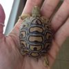 ImageUploadedByTortoise Forum1415044777.280418.jpg