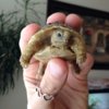 ImageUploadedByTortoise Forum1415046693.922437.jpg