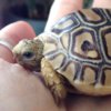 ImageUploadedByTortoise Forum1415047226.938297.jpg