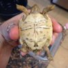 ImageUploadedByTortoise Forum1415047389.189499.jpg