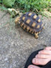 ImageUploadedByTortoise Forum1415061027.779587.jpg