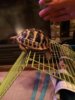 ImageUploadedByTortoise Forum1415211725.904305.jpg