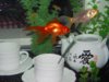 tea fish.jpg