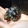 ImageUploadedByTortoise Forum1415245263.097813.jpg