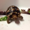 ImageUploadedByTortoise Forum1415245276.080847.jpg